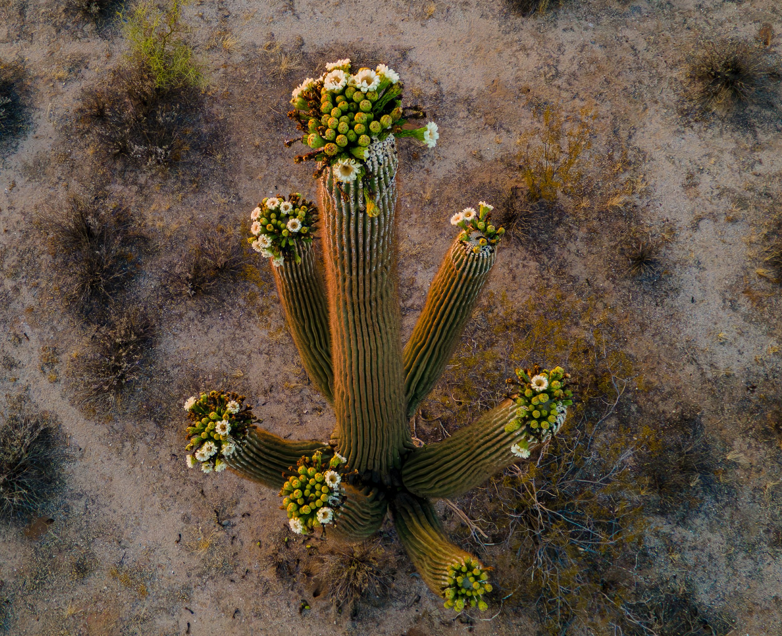 Saguaro Bloom.jpg
