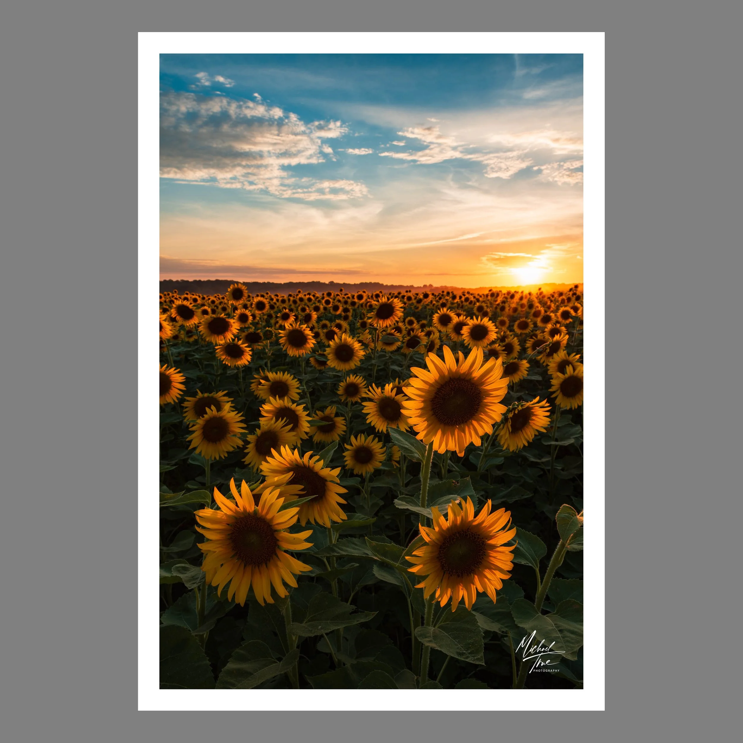 Sunflowers (2020)