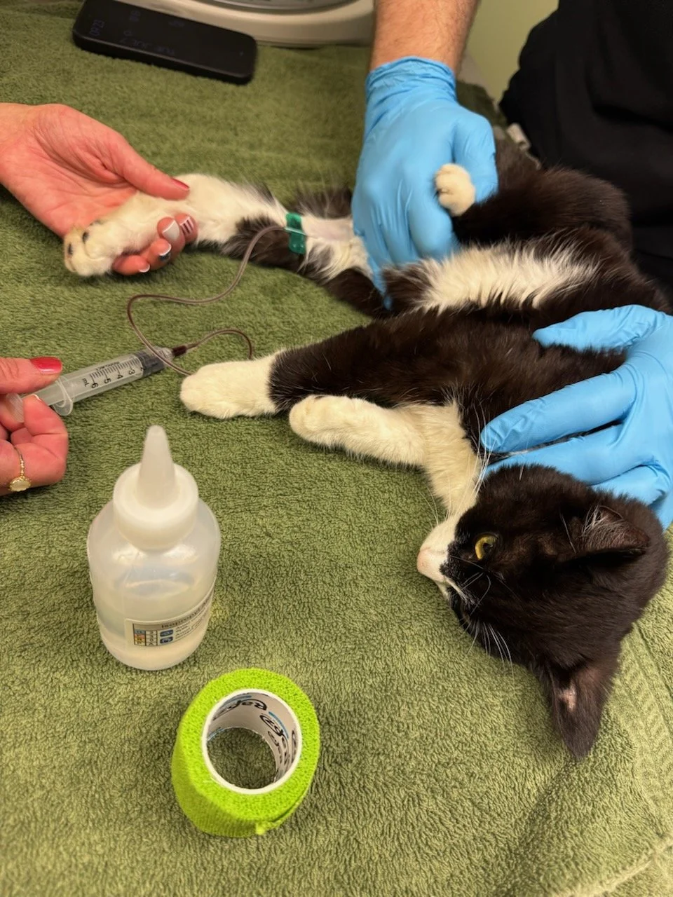 A black and white cat lying on a green towel receiving medical care from caregivers wearing blue gloves. The cat is connected to a syringe and appears to be receiving an injection or IV. Medical supplies, including a bottle of liquid, a roll of green medical tape, and a scale, are nearby.