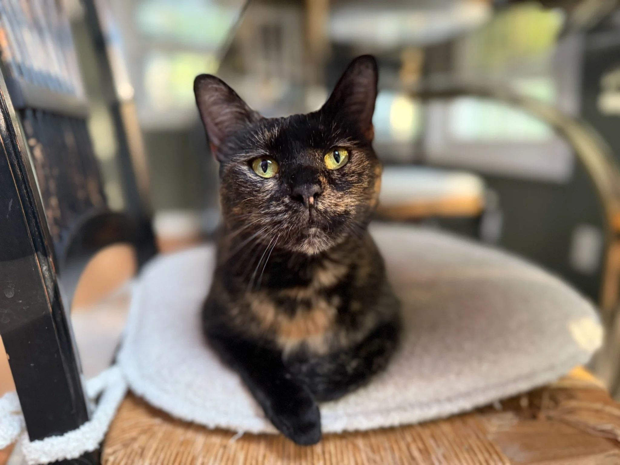 Despurate House Cats Adoption Event at Petco – Middletown, CT
