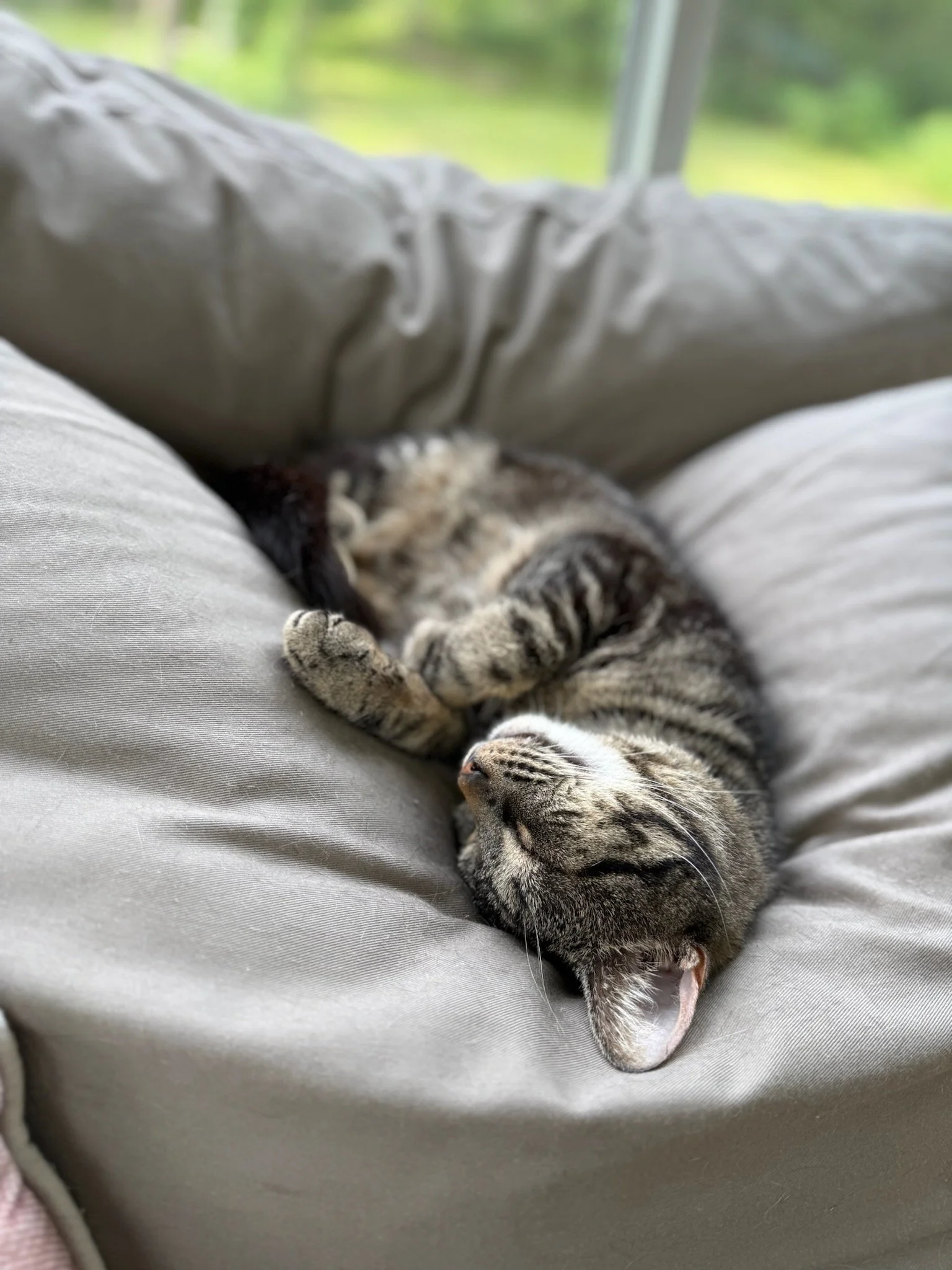 A tabby cat with closed eyes, sleeping on a light gray cushion near a window with a blurred green landscape outside.