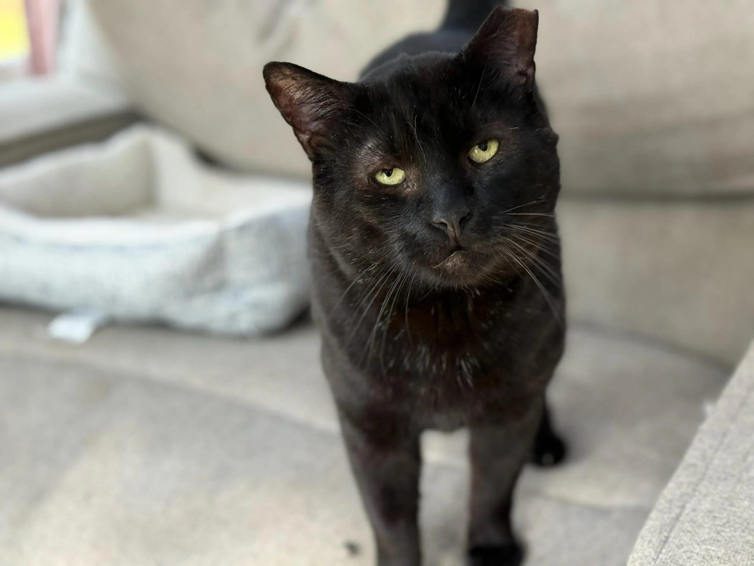 A black cat with green eyes sitting on a light-colored couch.