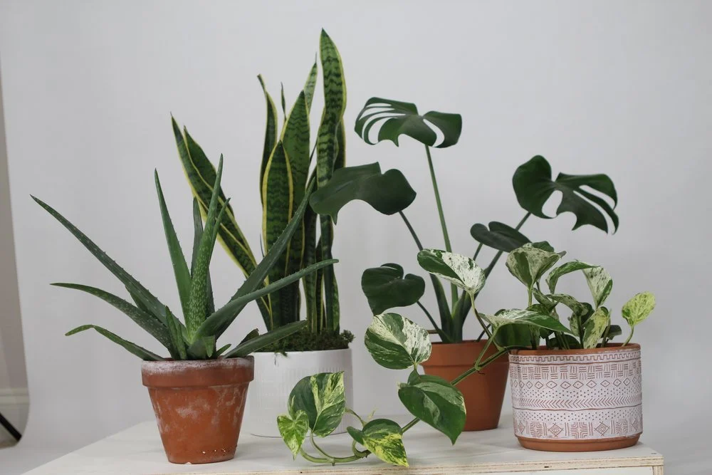 Three potted houseplants on a white surface against a light gray background. From left to right: a terracotta pot with an aloe vera, a white pot with a snake plant, an orange pot with a monstera, and a patterned pot with a pothos.