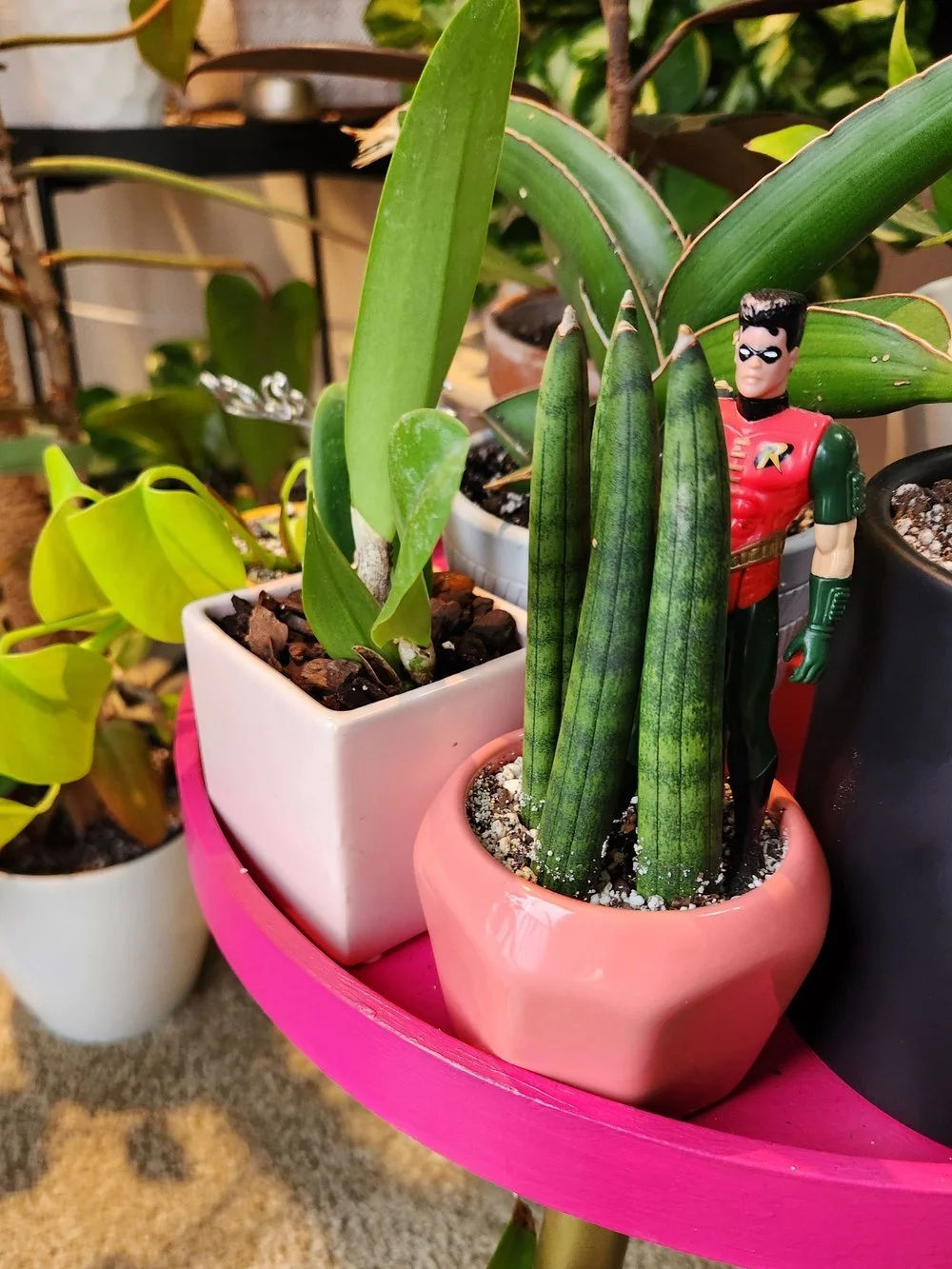 Various potted houseplants with a small Robin toy figure among them on a pink tray.