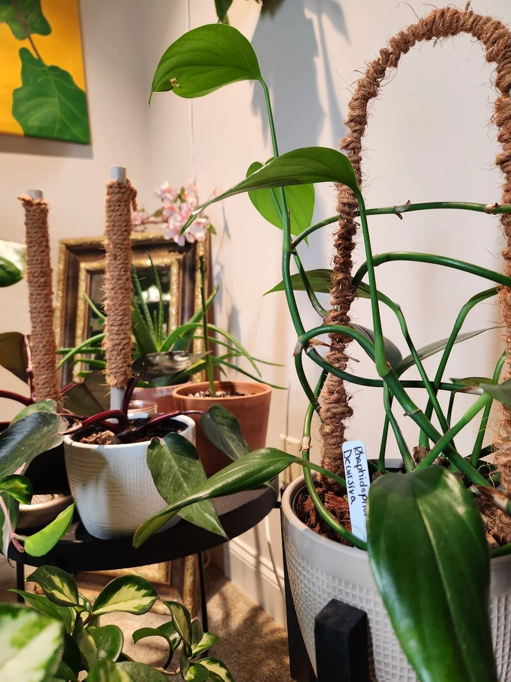 Indoor scene with various potted houseplants, including a large leafy plant with a label, and another with variegated green and white leaves, set on a black table in front of a mirror and wall with a painting.