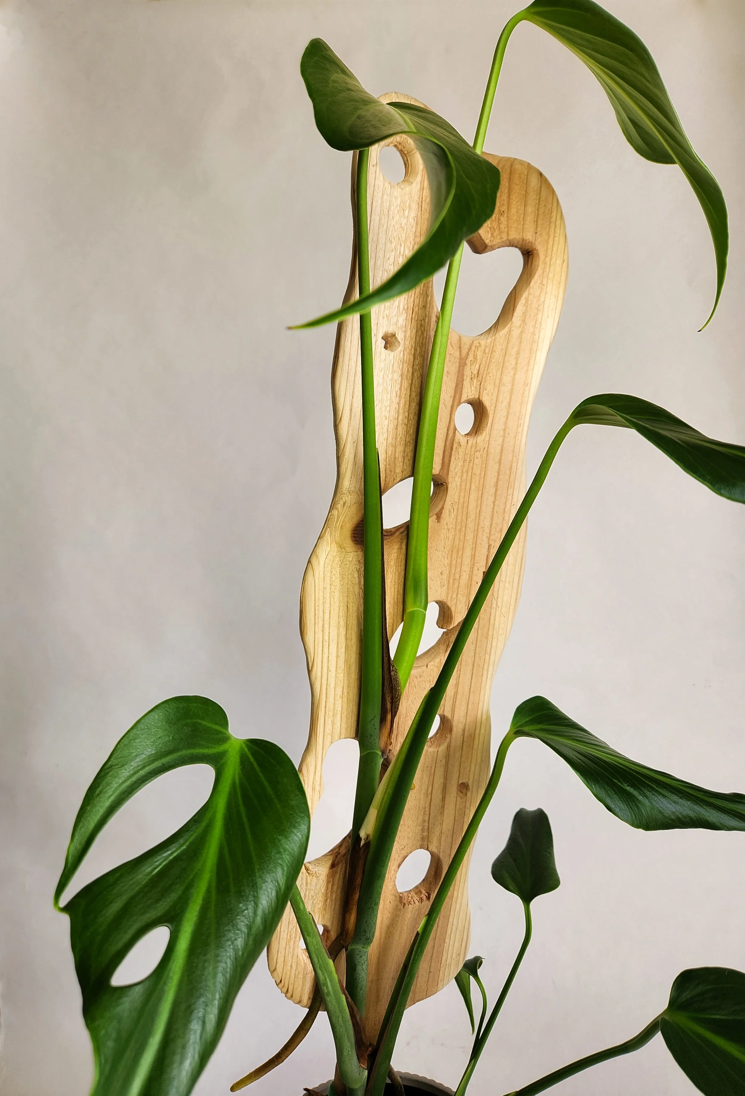 A green monstera plant with large glossy leaves supported by a cedar stake, set against a plain background.