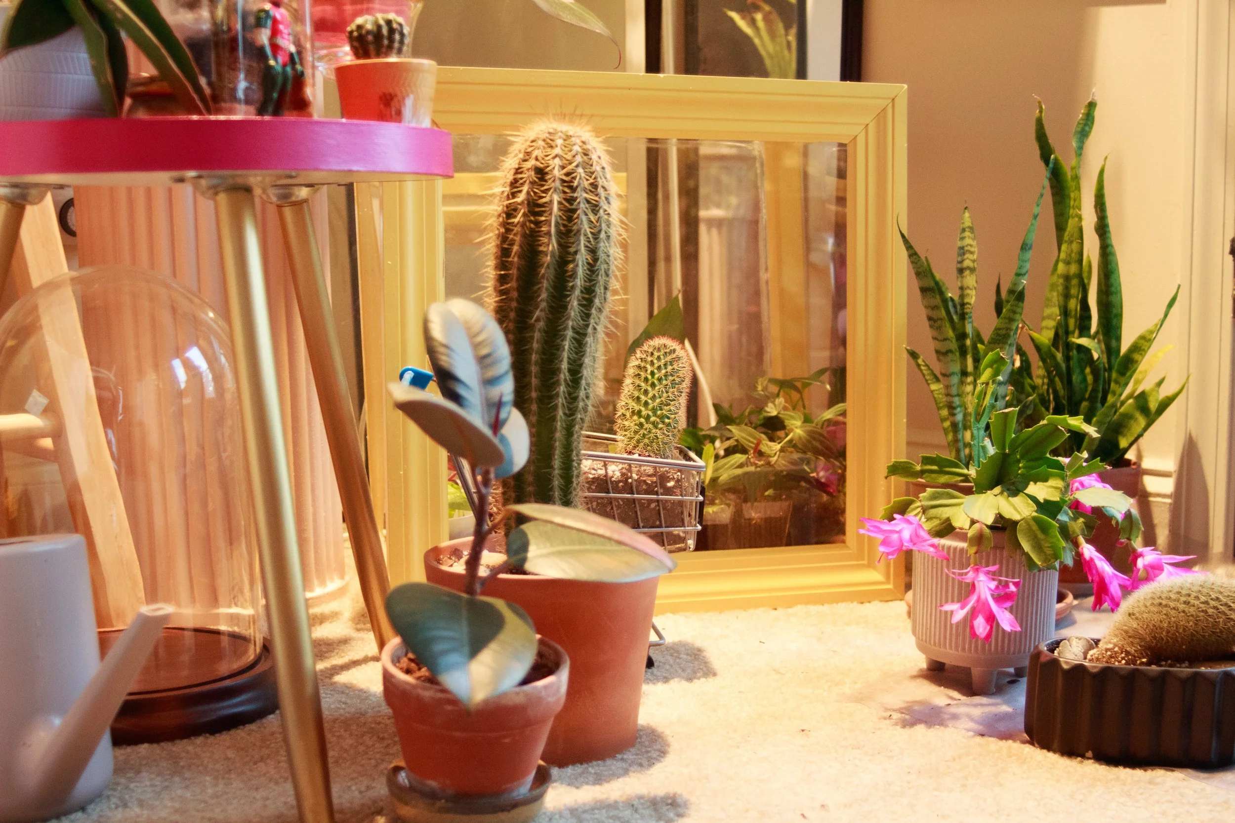 Interior of a room with various potted plants, including cacti and leafy plants, arranged on the floor and a yellow-framed mirror reflecting some of the plants.