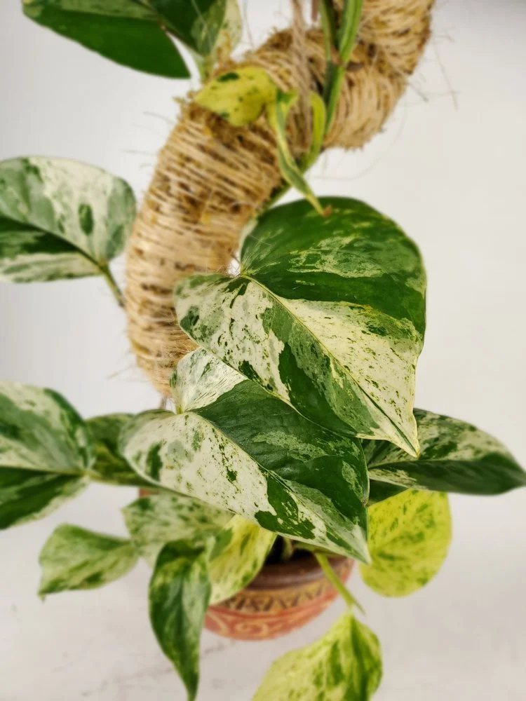 A potted variegated pothos plant with green and yellow leaves, positioned in front of a decorative rope-wrapped support.