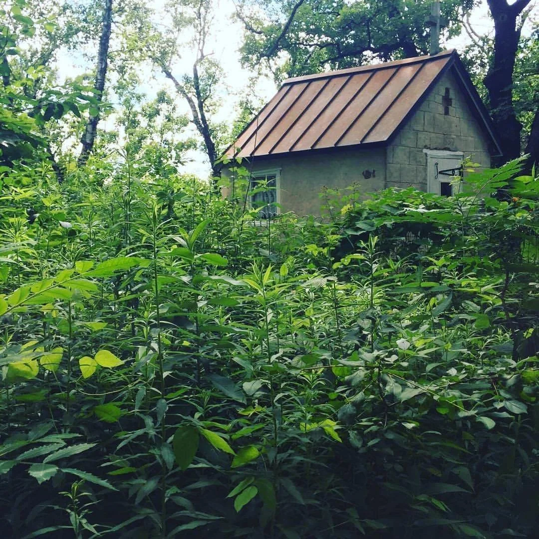 When I got lost in the Mazomanie woods