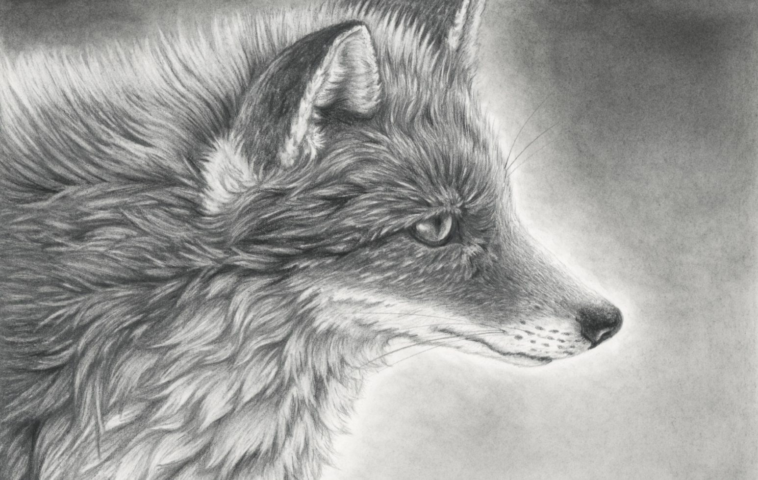 A detailed pencil drawing of a wolf's head in profile, showing realistic fur texture and focused eyes.