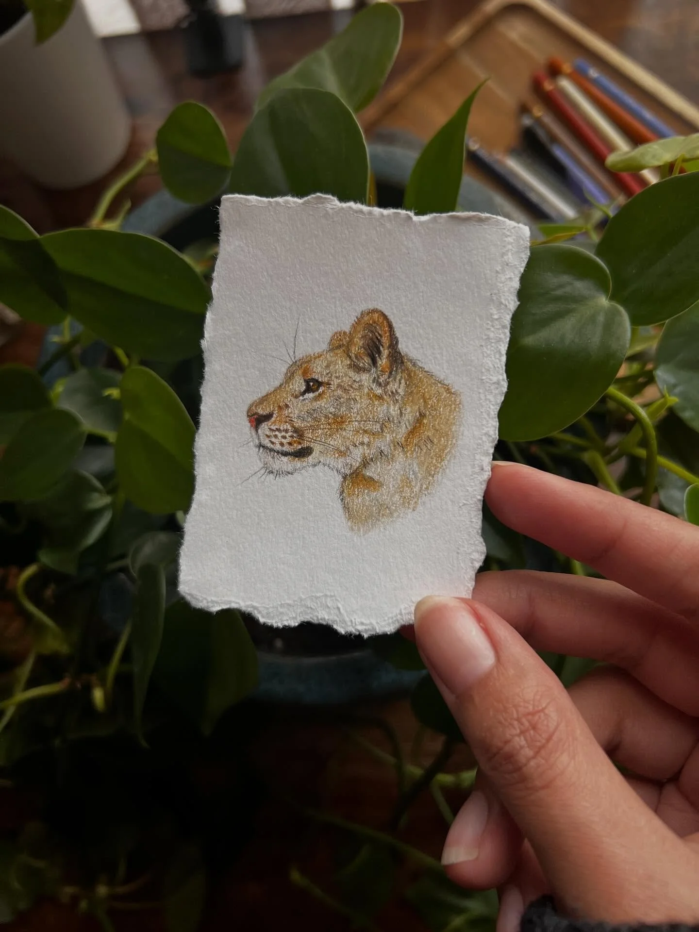 A tiny lioness. 

I might spend some time drawing little studies like this. 🖤

#liondrawing #traditionalart #coloredpencilart #tinyart