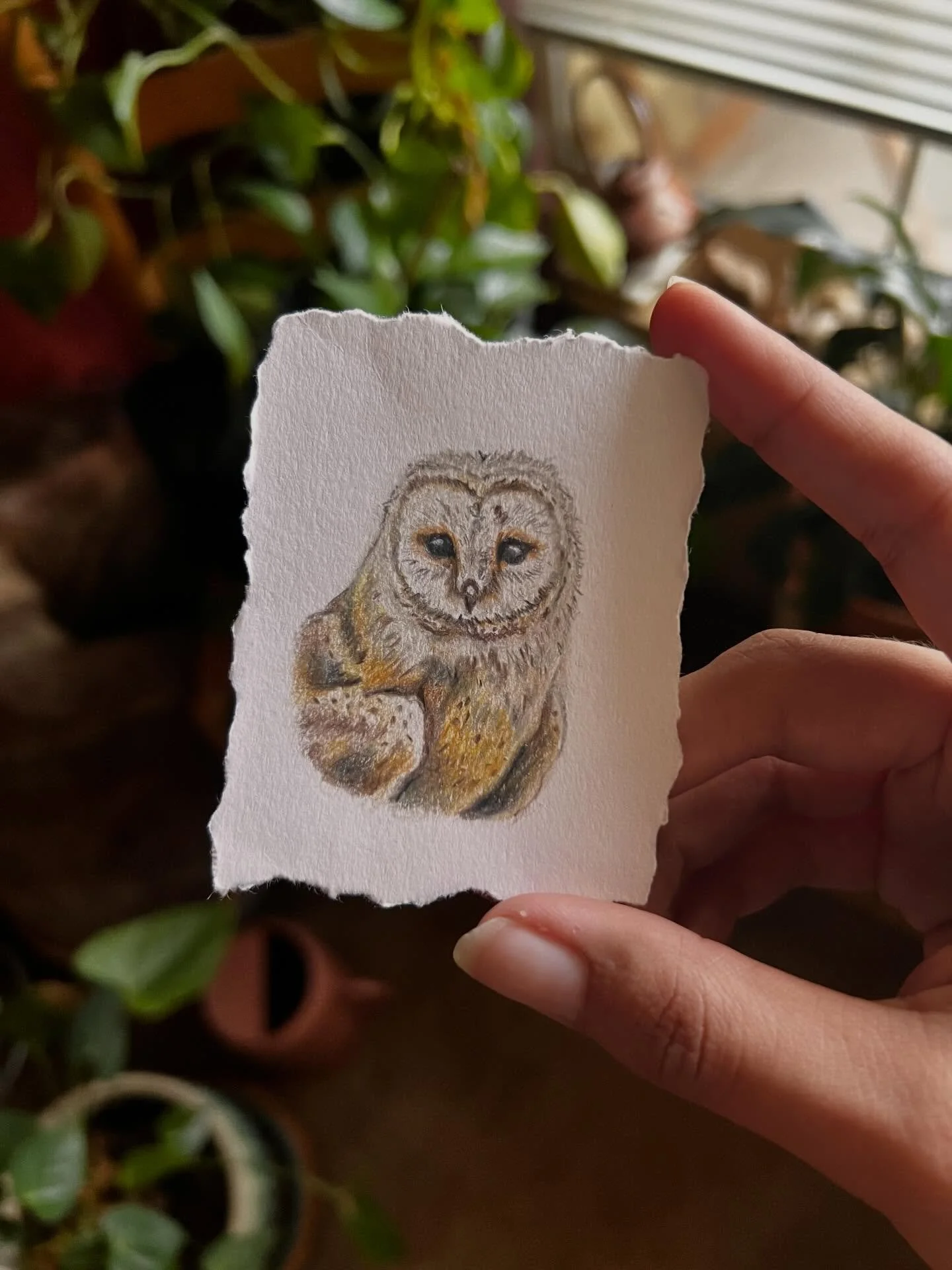 Little barn owl study 🖤

#traditionalart #coloredpencils #owlartwork