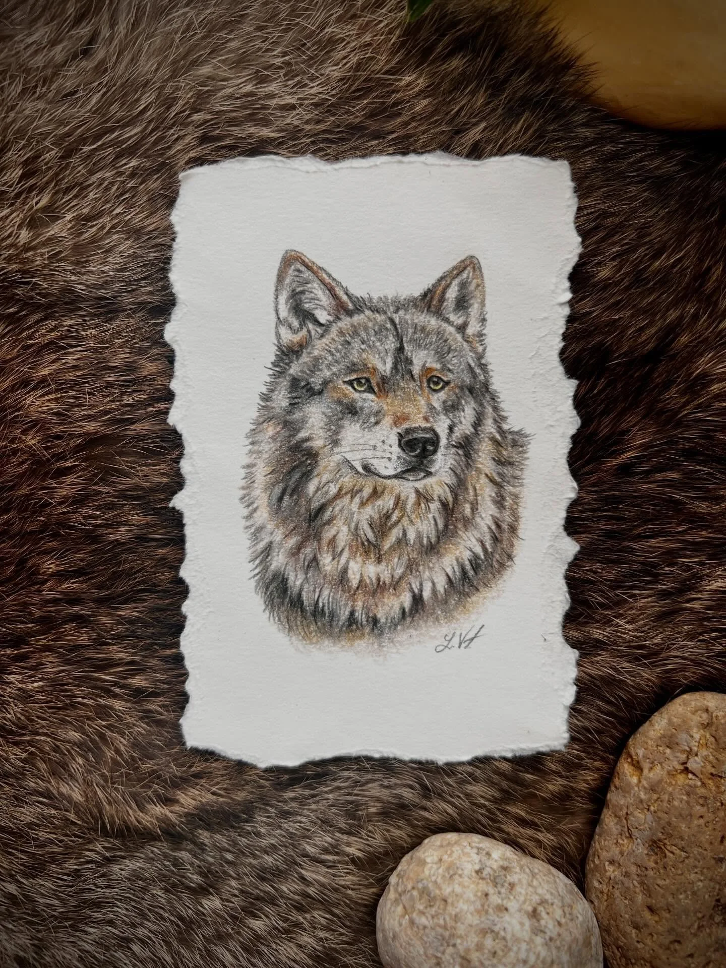 A little wolf series 🖤