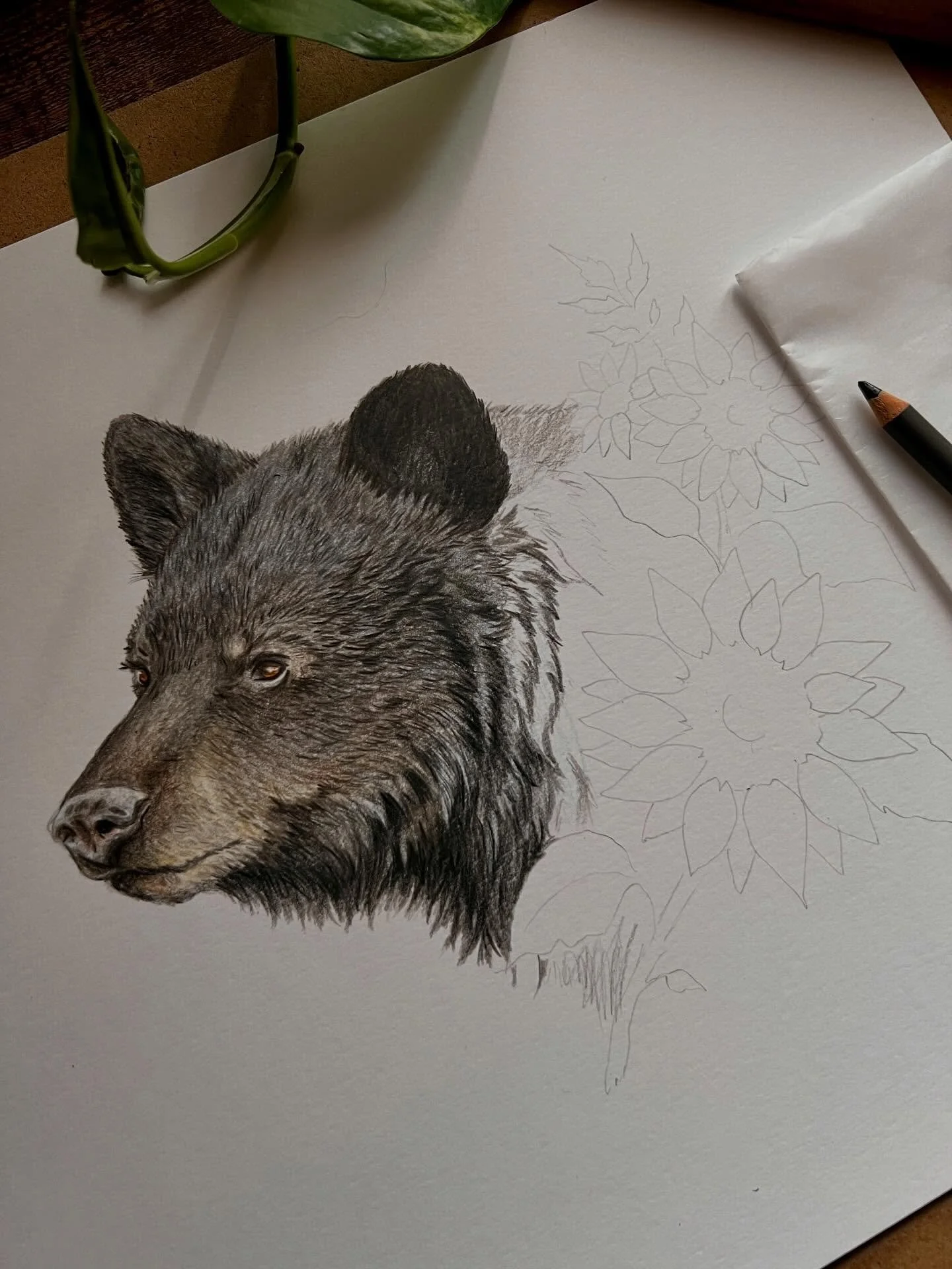 Starting a new piece 🖤🐻

#traditionalartwork❣️ #blackbears #colorpencil