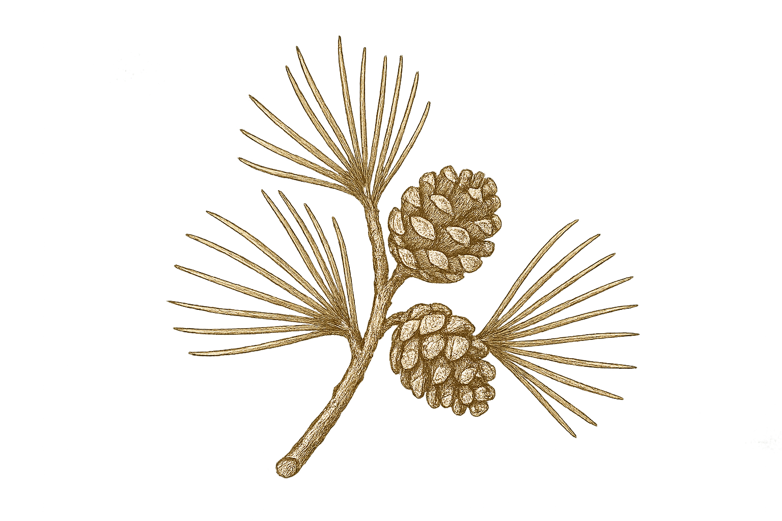Line drawing of a pine cone attached to a cluster of pine needles on a branch.