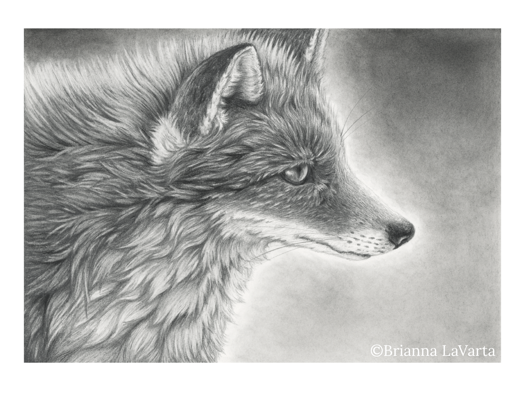 Black and white pencil drawing of a wolf in profile, detailed fur and alert eye, with a light background.