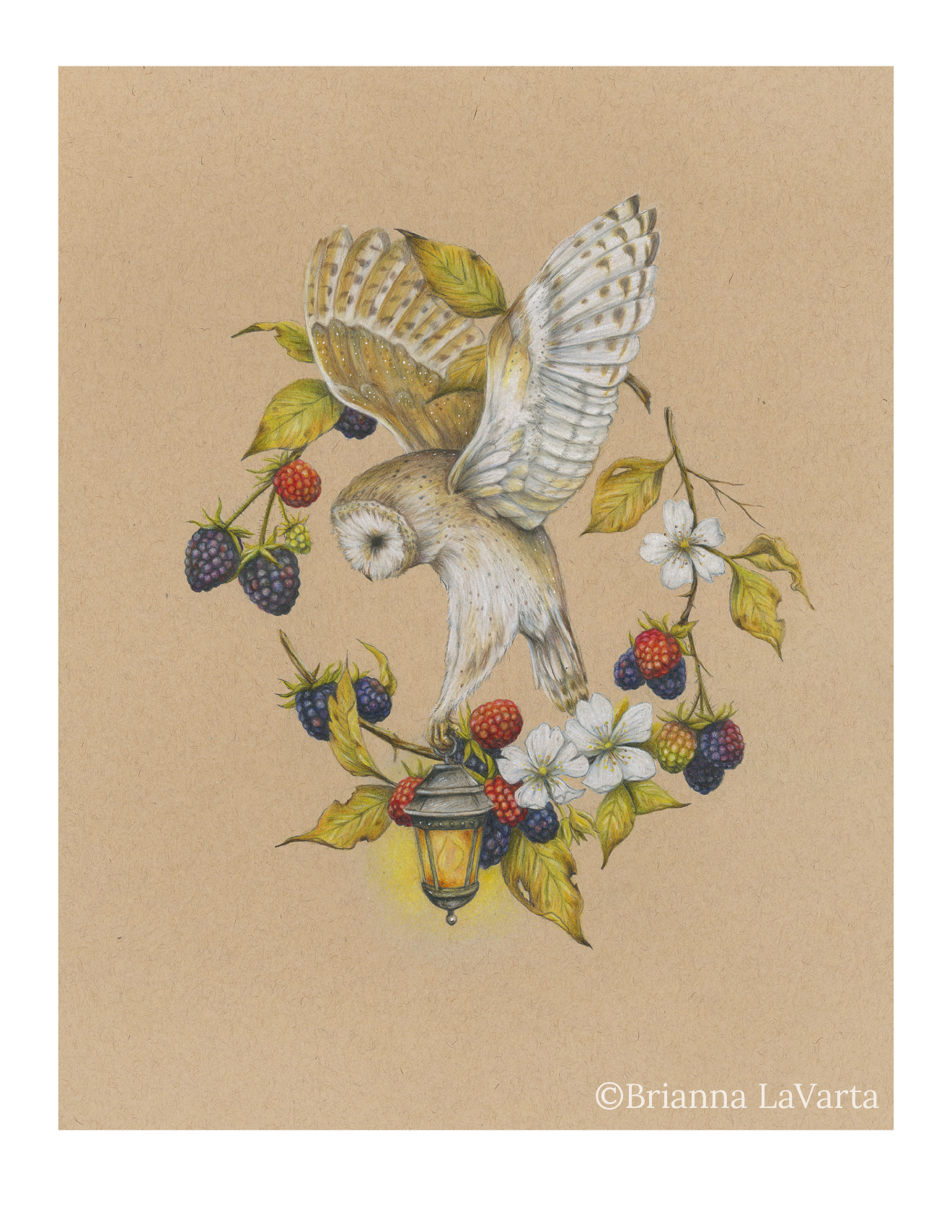 Hand-drawn illustration of an owl with outstretched wings, perched among blackberry and white flowers, with a small lamp hanging below.