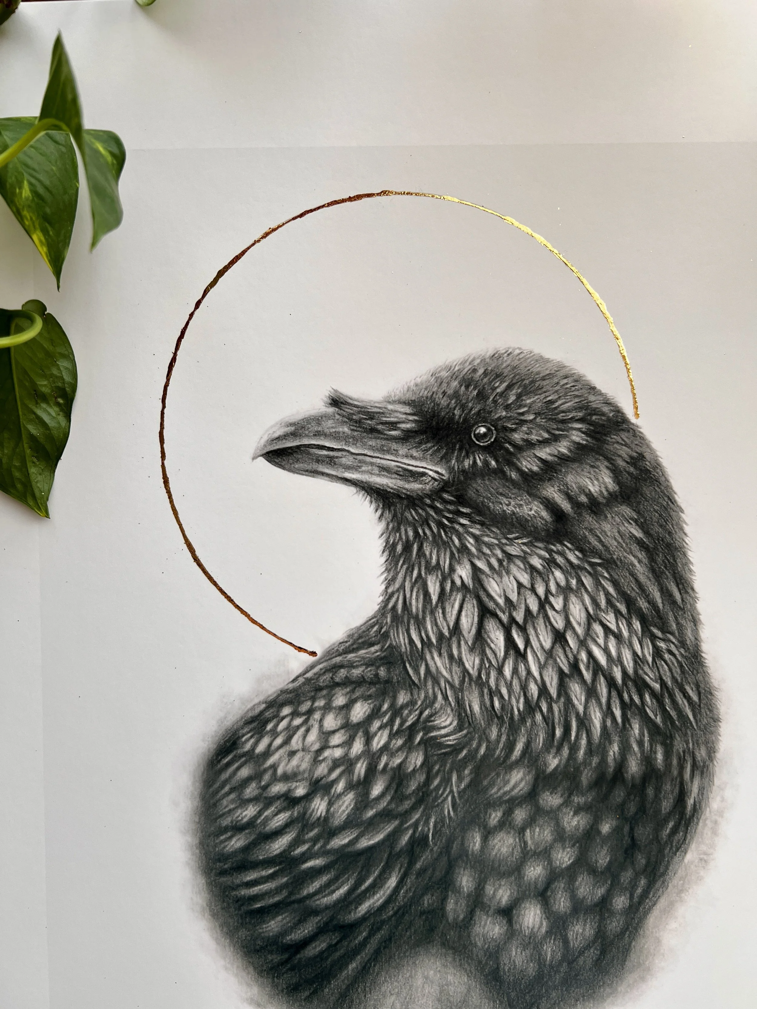 Raven graphite illustration by Brianna LaVarta. Wildlife artist from Colorado