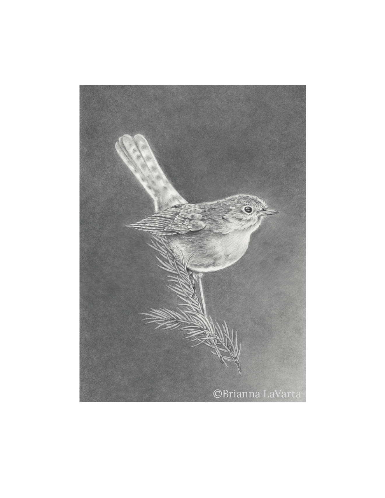 A detailed grayscale illustration of a bird perched on a pine branch with pine needles. The bird has a rounded body, detailed feathers, and a distinct eye. The artist's signature, Brianna LaVarta, is visible in the bottom right corner.