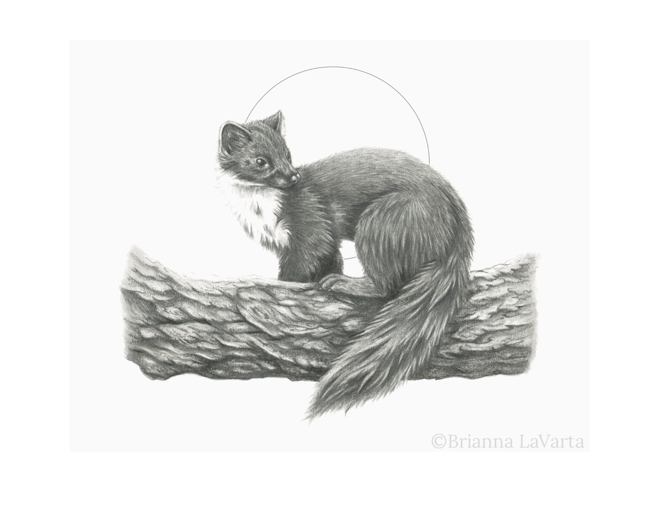 Pine Marten
