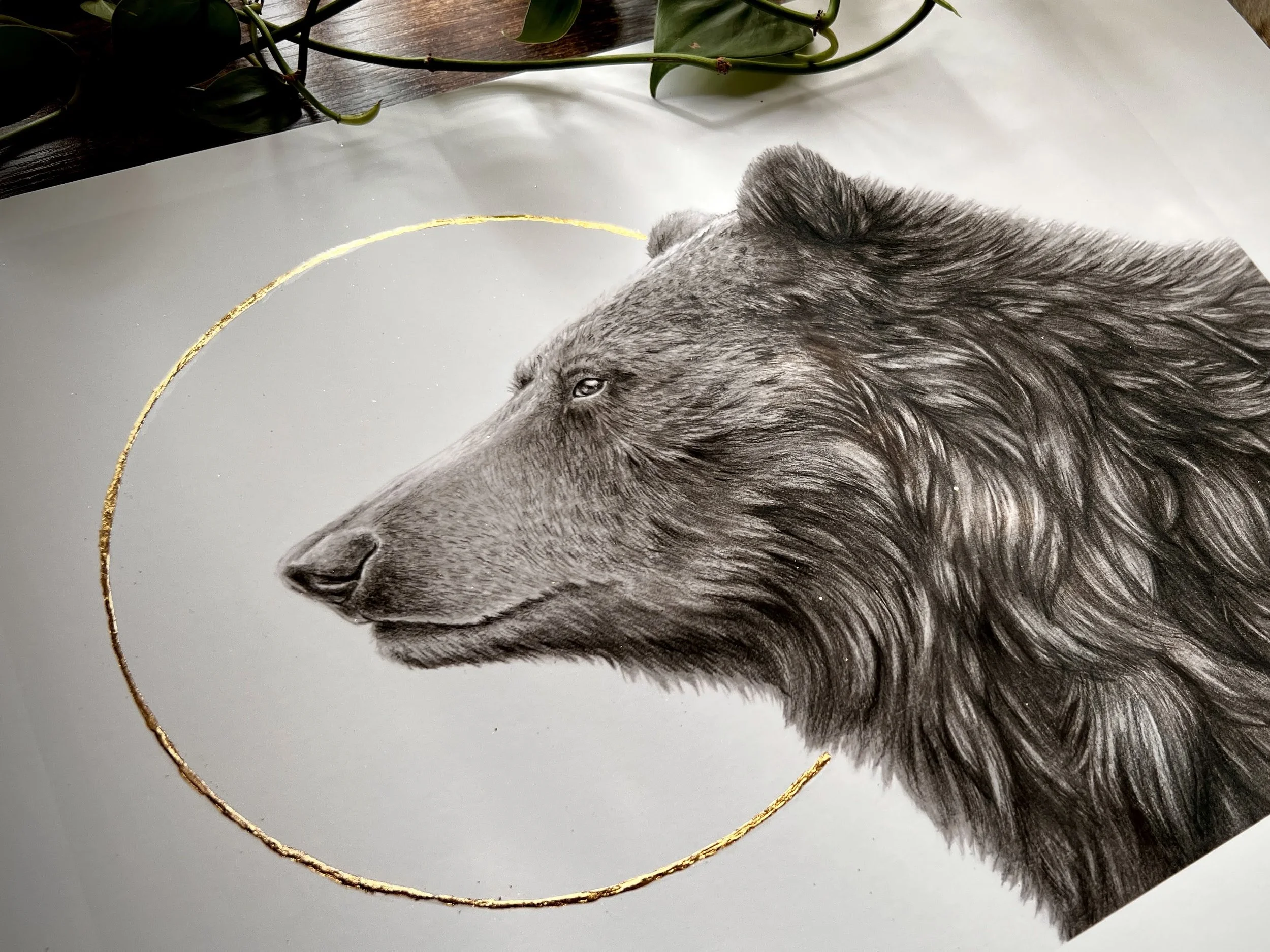 This grizzly bear graphite drawing features a luminous 24k gold leaf halo, part of Brianna LaVarta’s Native Fauna Art collection of detailed wildlife fine art prints.