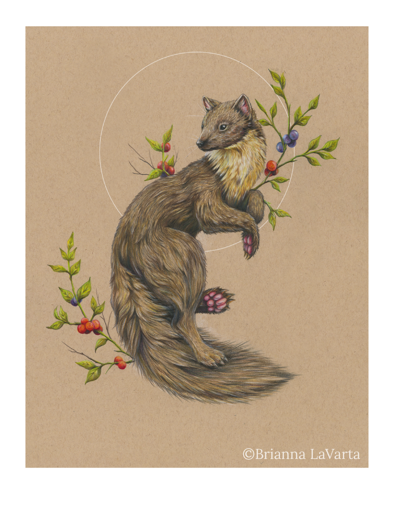 Illustration of a pine marten with a bushy tail, surrounded by colorful berries and green leaves, with a beige background and a white circle outline.