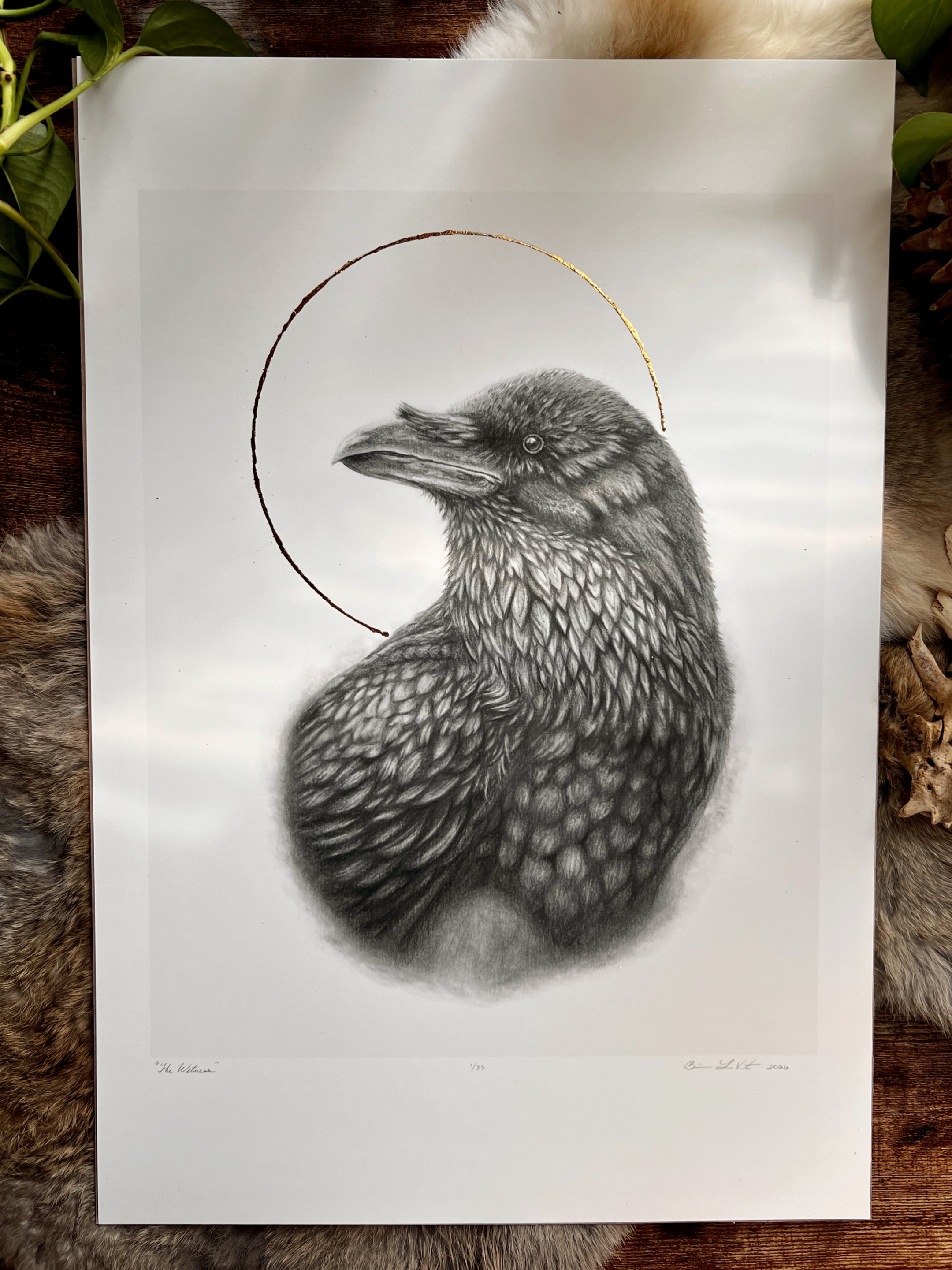 A graphite drawing of a raven embellished with 24k gold leaf by Brianna LaVarta | Native Fauna Art