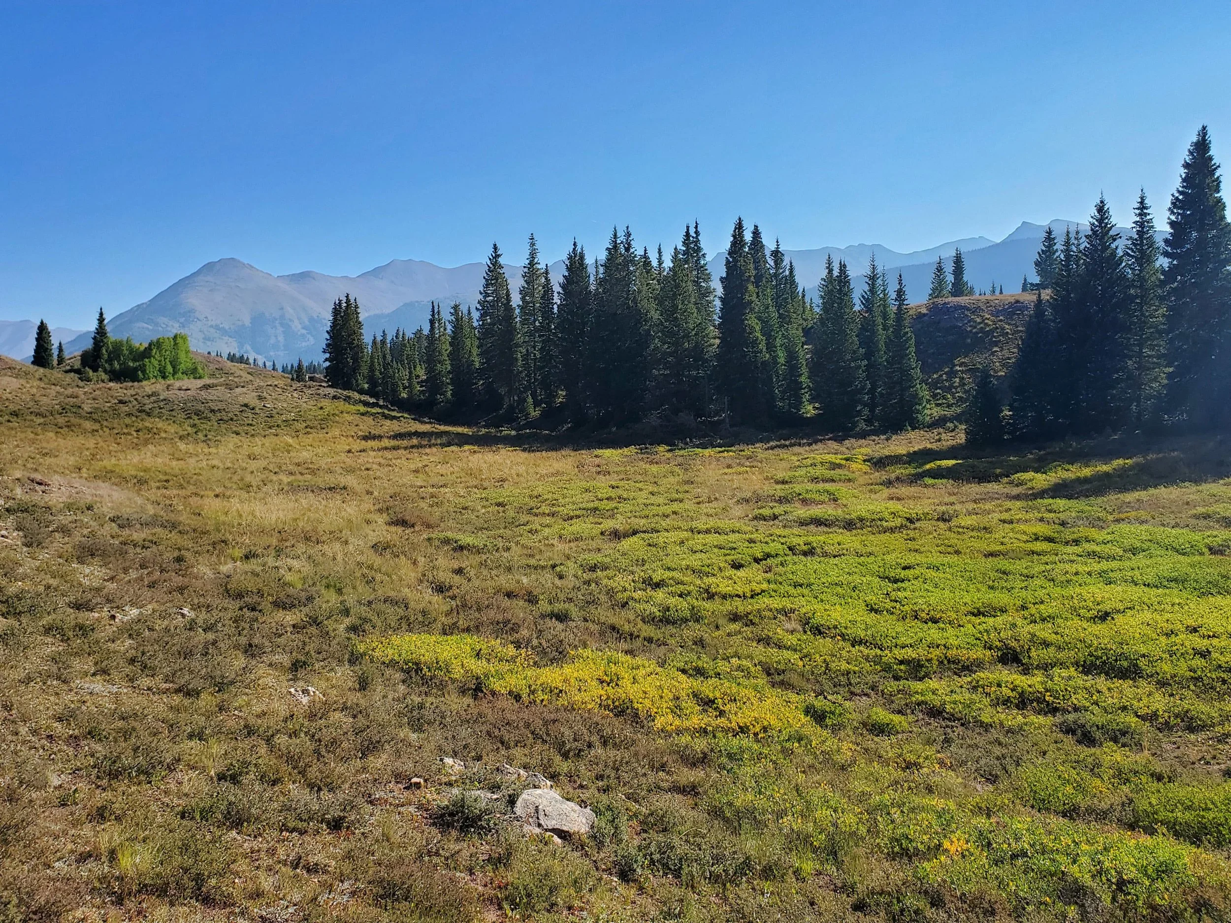 A scenic mountain landscape with a grassy field, evergreen trees, and distant mountains under a clear blue sky.