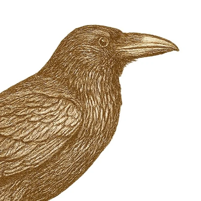 Silhouette of a raven on a light background