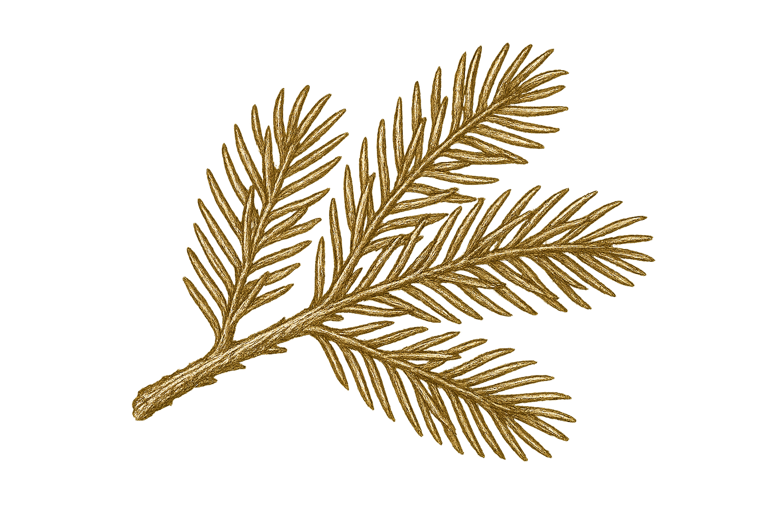 Illustration of pine needles on branches, black and white drawing.