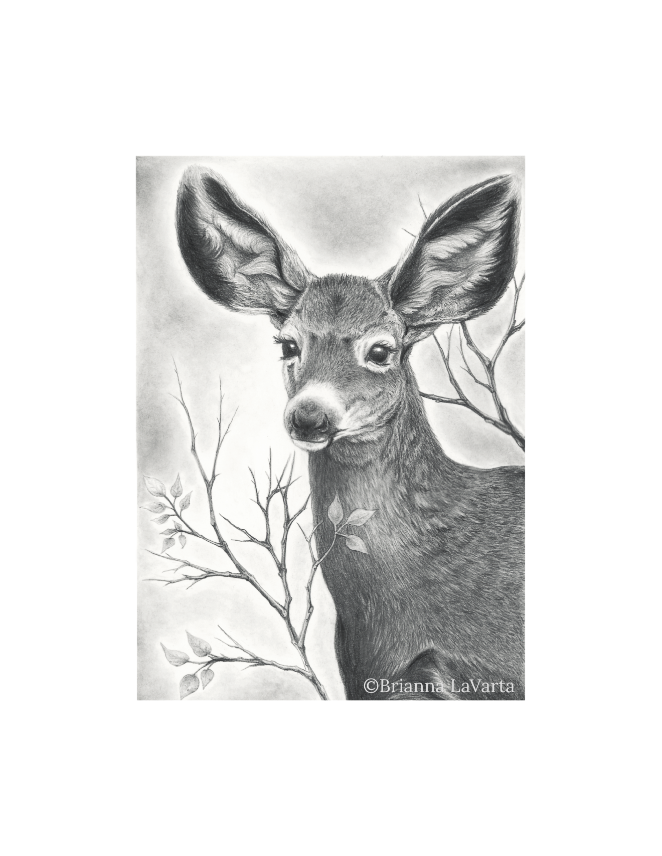 A detailed black and white pencil drawing of a deer with large ears, standing near a branch with leaves, created by Brianna LaVarta.