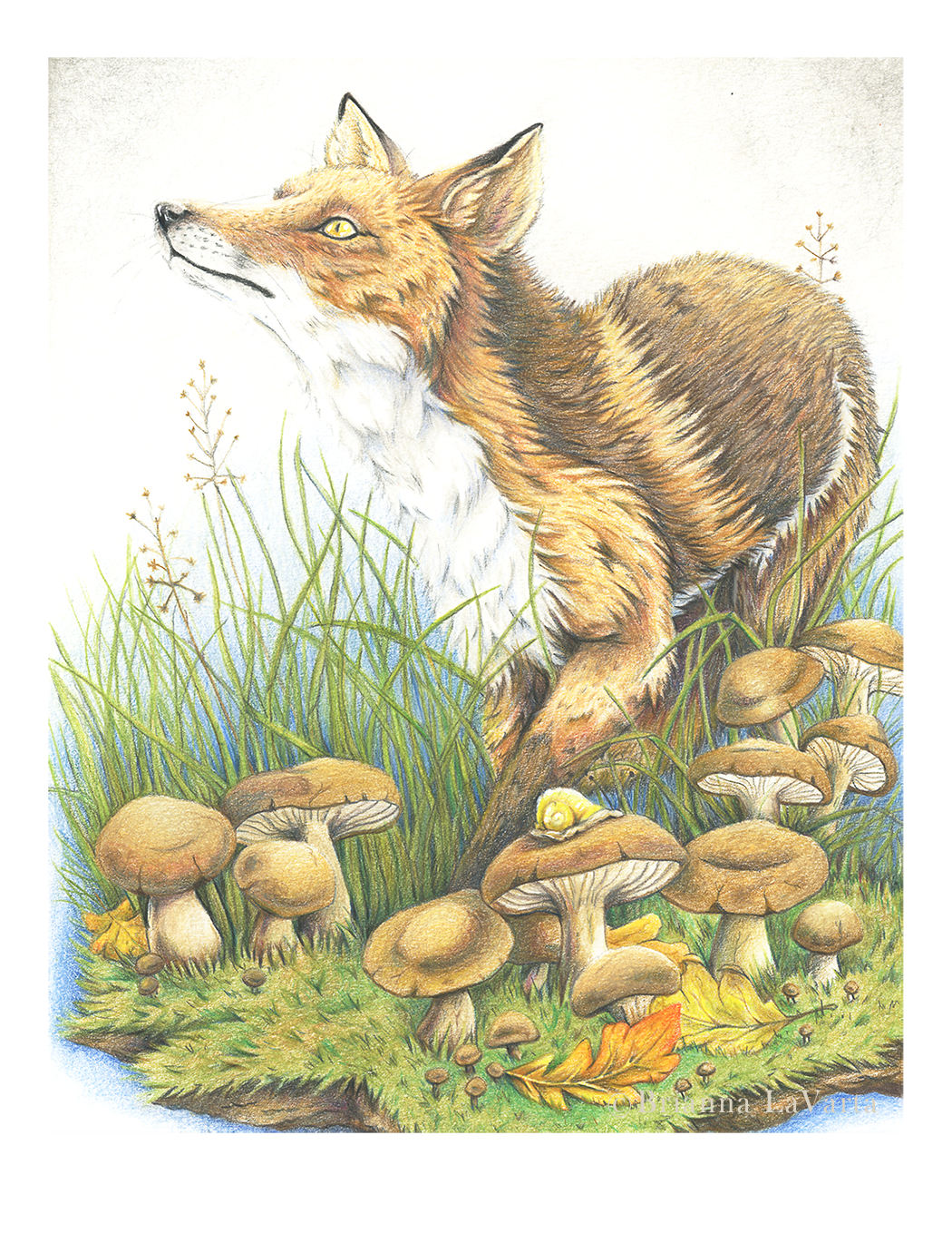 The Curious Fox - Product Photo 2.png