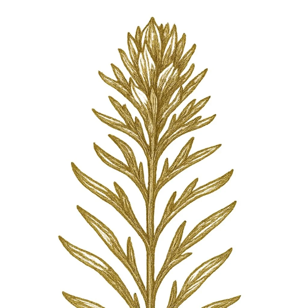 Line drawing of a flowering plant with elongated leaves and buds.