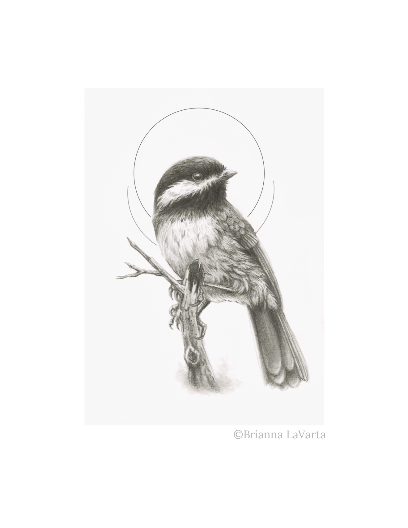Black-capped Chickadee