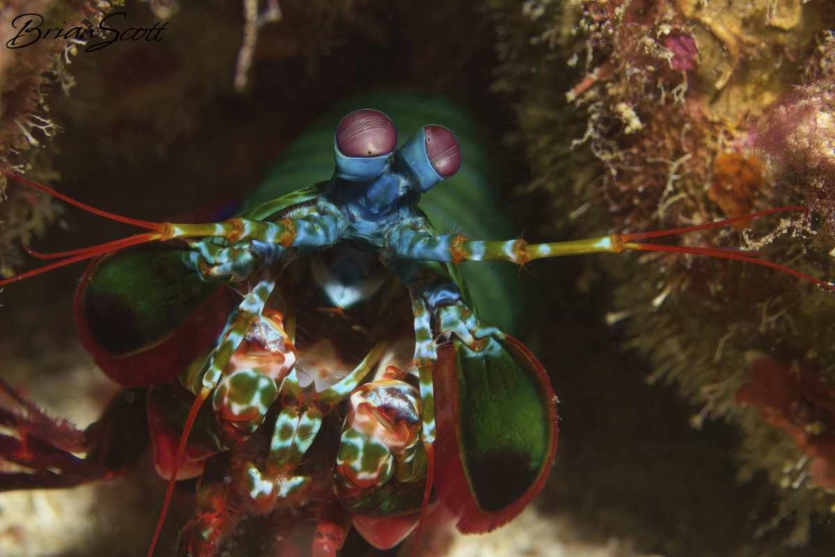 Mantis Shrimp 2