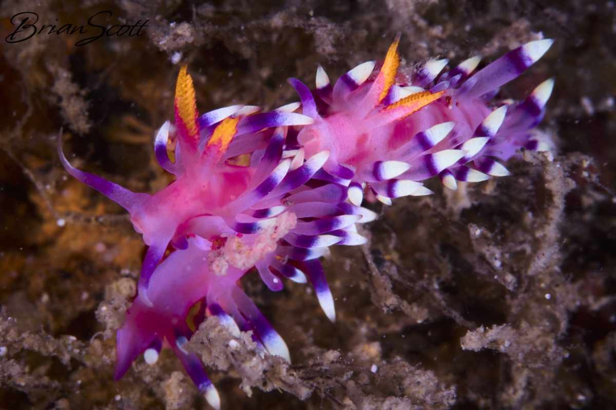 Desirable Flabellina