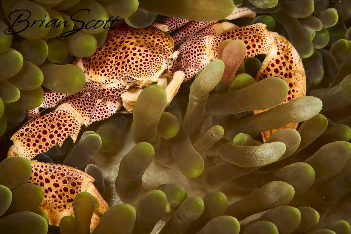 Spotted Porcelain Crab