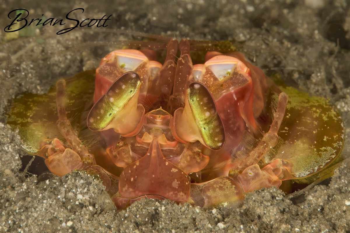 Lisa's Mantis Shrimp