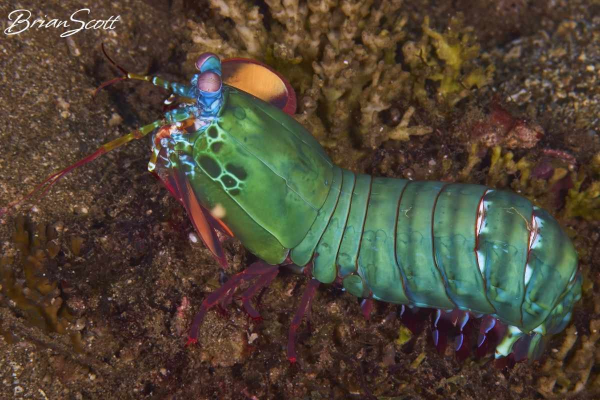 Mantis Shrimp 1