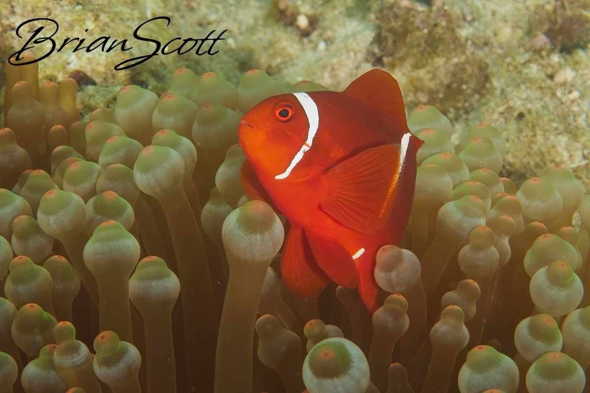 Spinecheek Anemone Fish