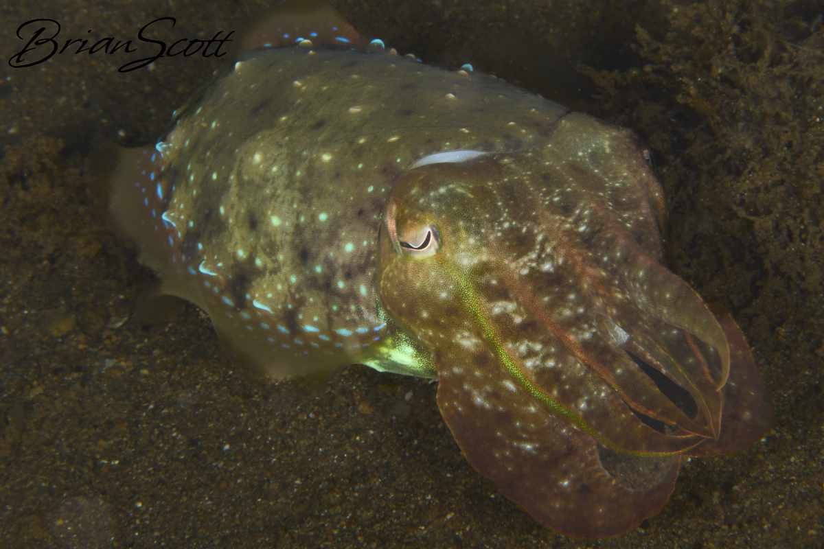 Broadclub Cuttlefish 2