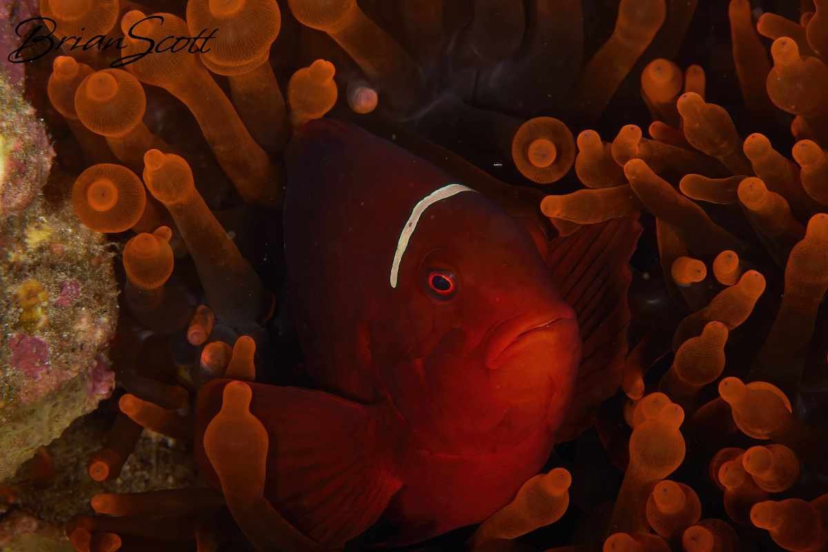 Anemone Fish 6