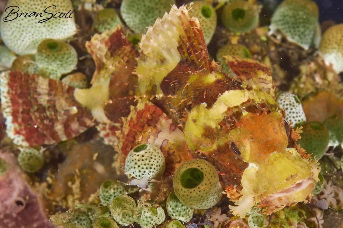 Scorpion Fish