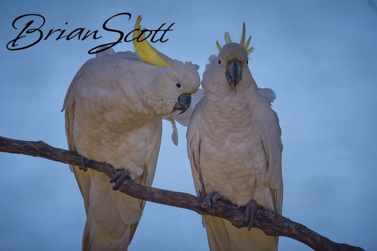 Cockatoo 2