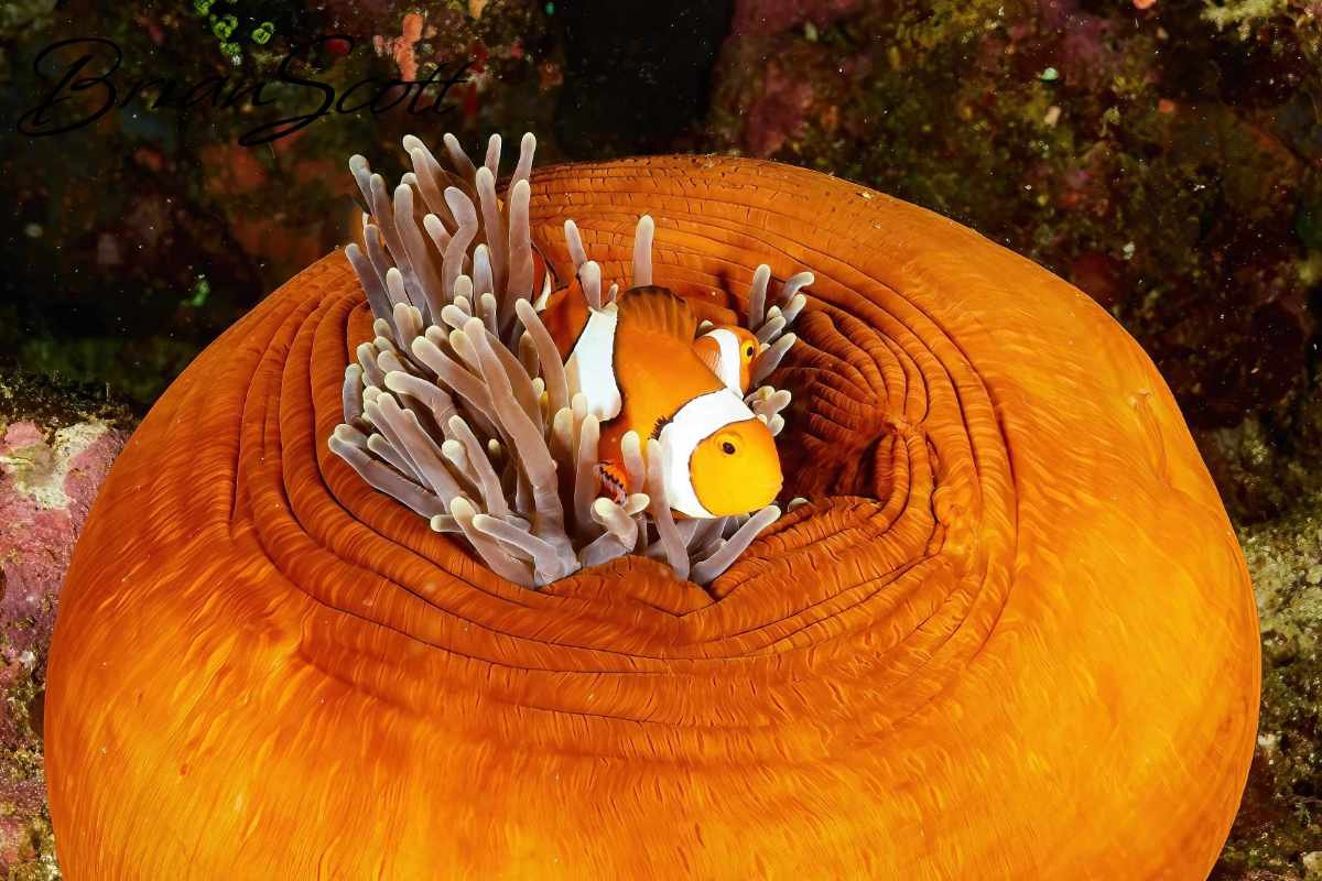 Clown Fish Ball