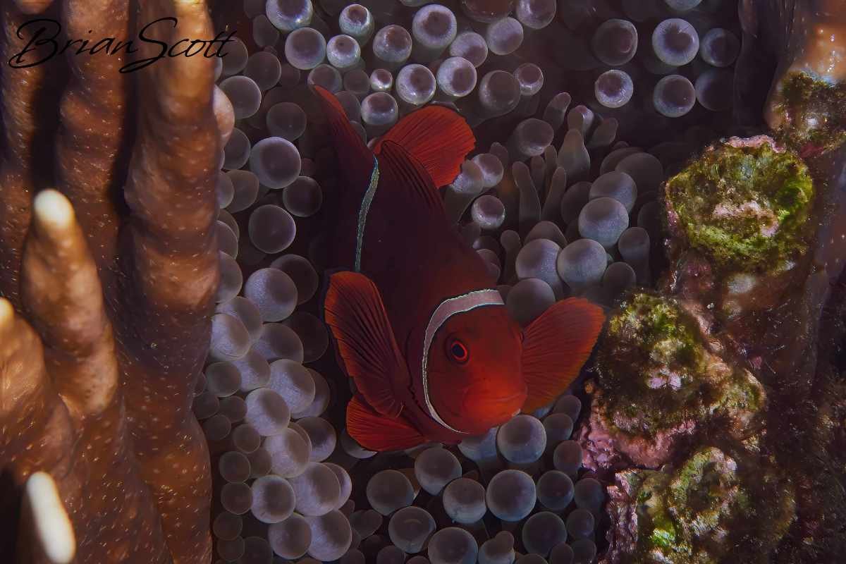 Anemone Fish 3