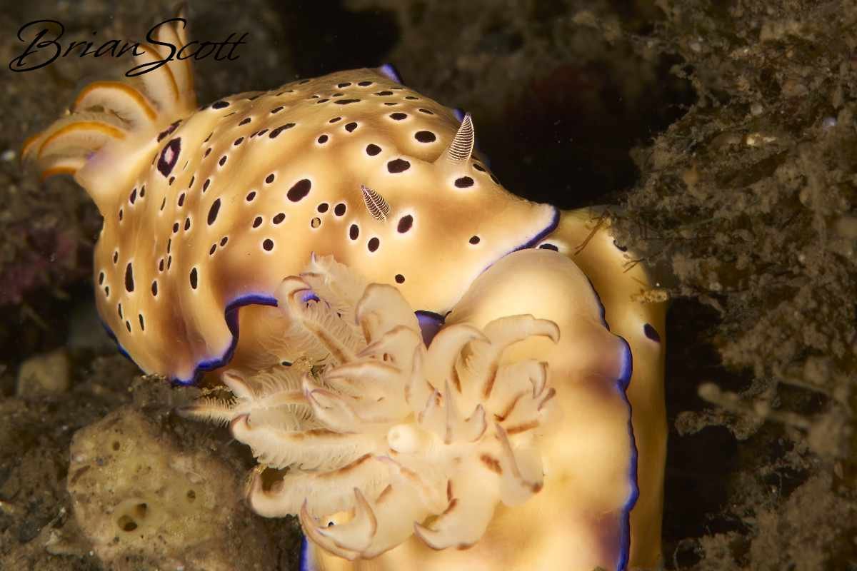 Co's Chromodoris