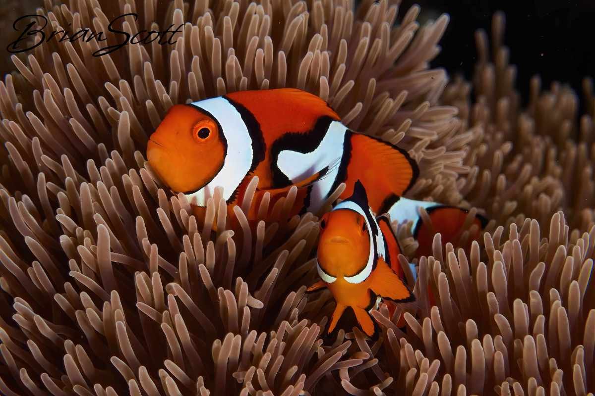 Clown Fish 3