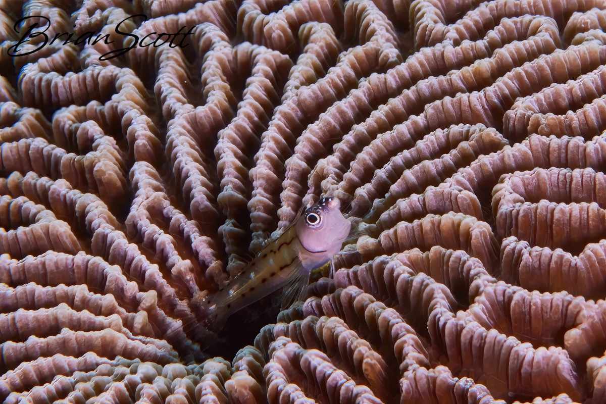 Goby 2
