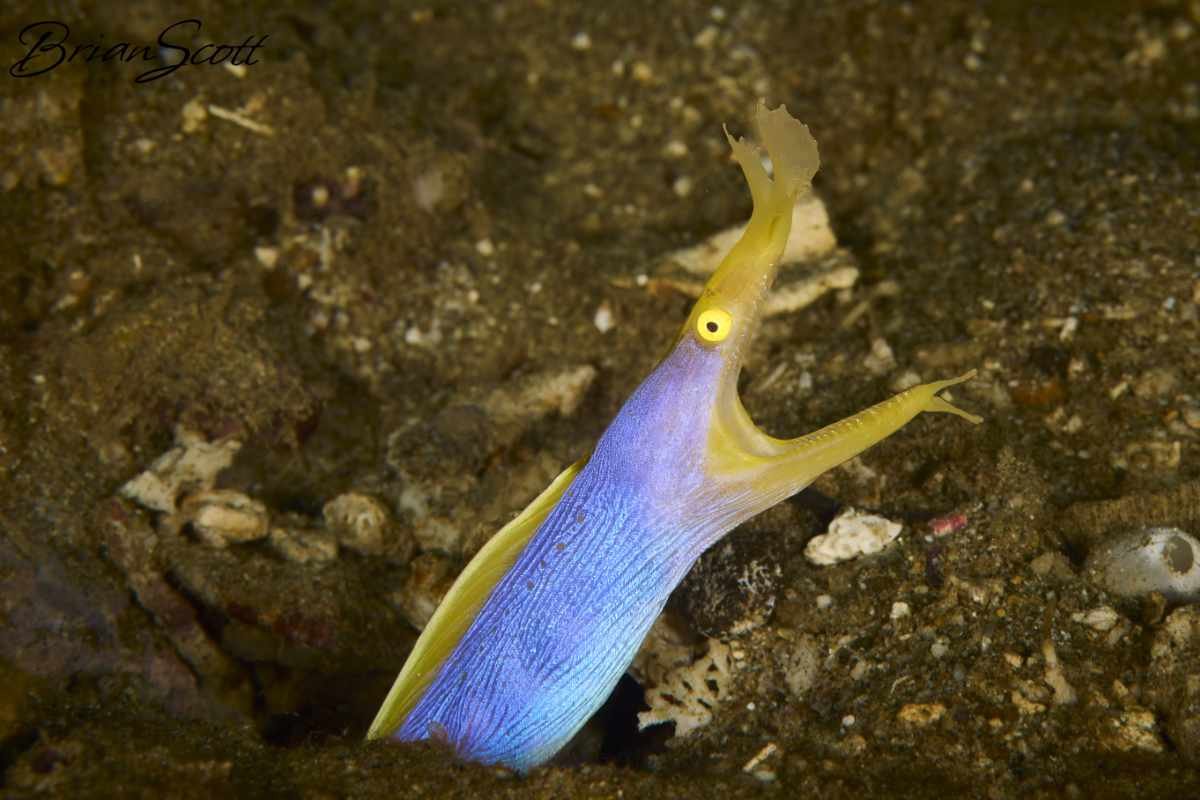 Ribbon Eel